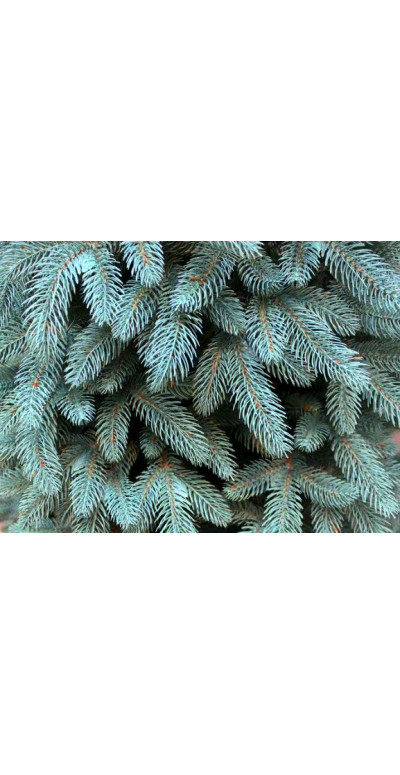 Елка 2,1 м Буковельская голубая литая