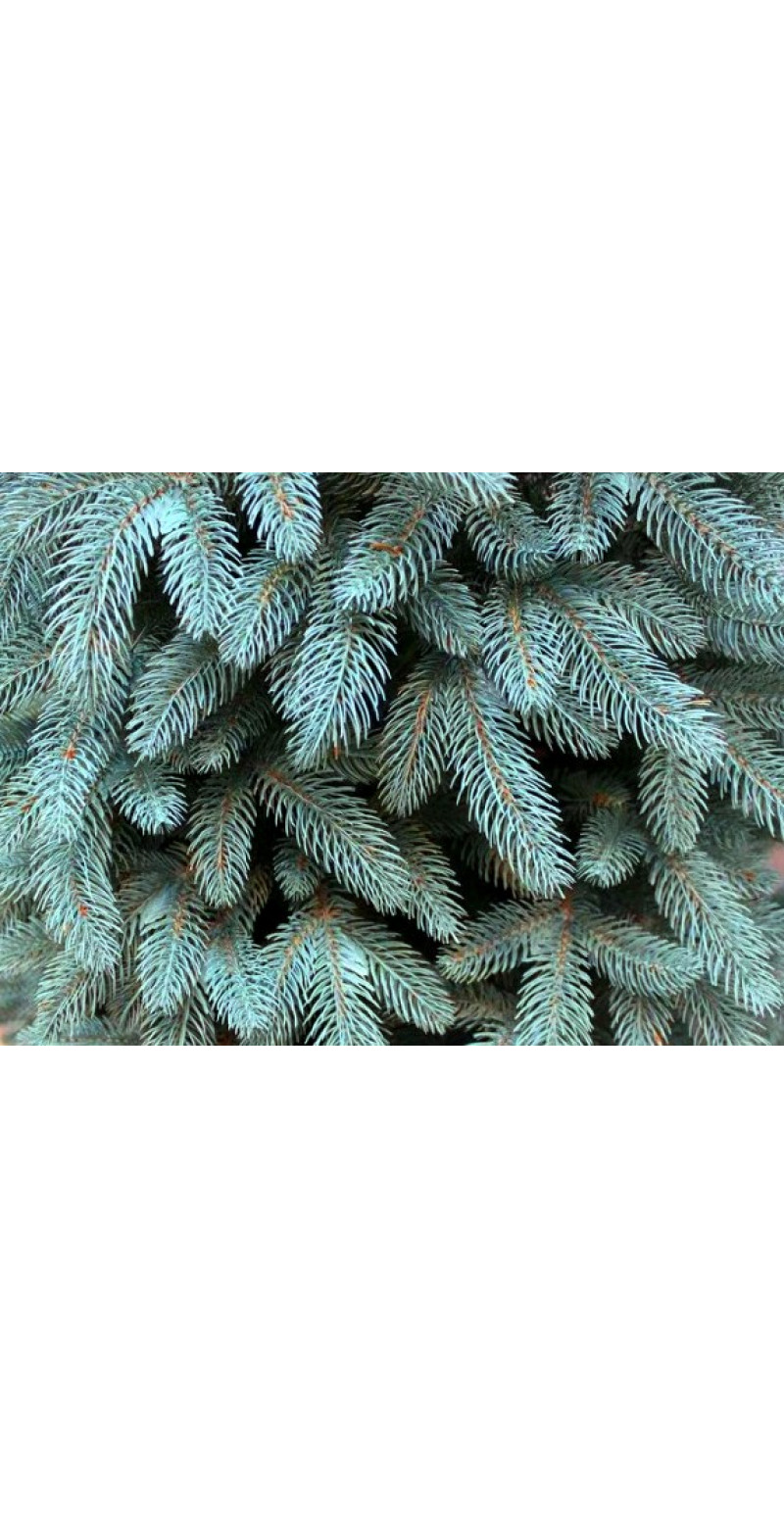 Елка 2,3 м Буковельская голубая литая