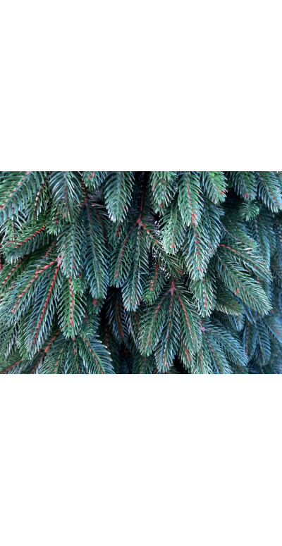 Елка Бельгийская 1,8 м зелёная литая