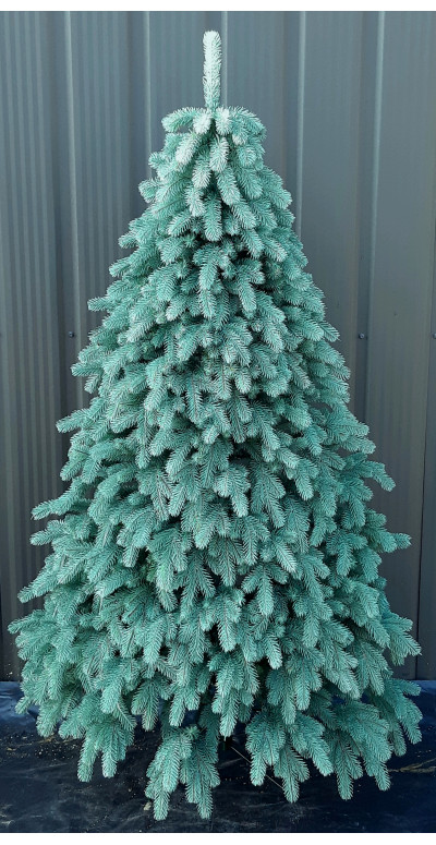 Елка 2,1 м Ковалевская голубая литая