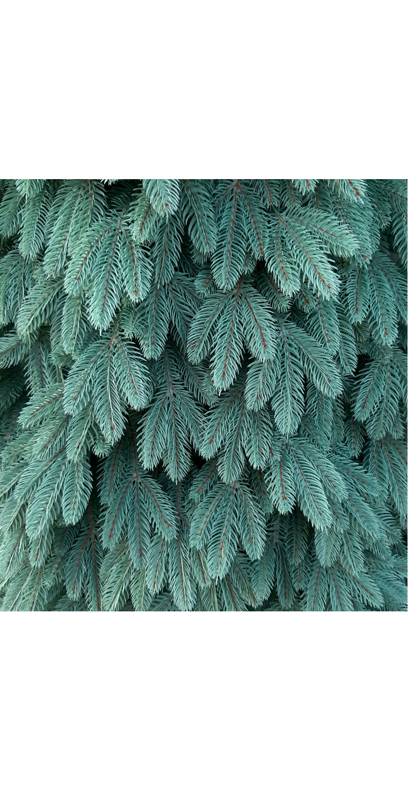 Елка Бельгийская 1,8 м голубая литая