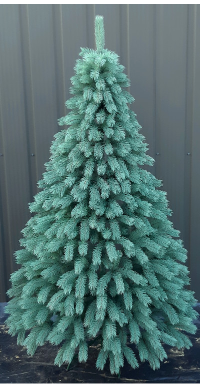 Елка искусственная 2,1 м Закарпатская голубая литая