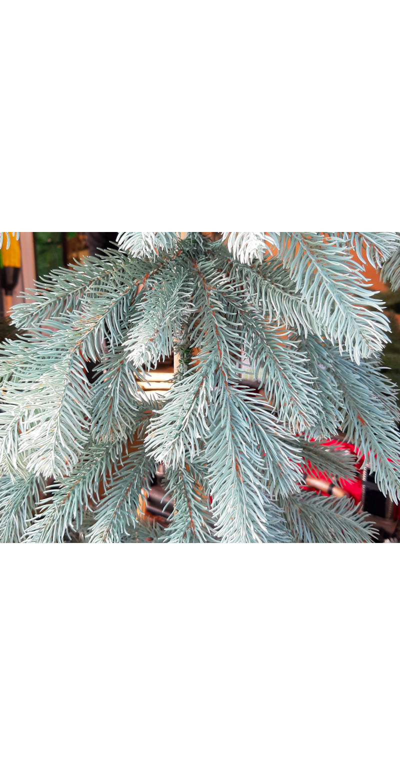 Хвойная литая голубая гирлянда 2 м ,30 см в диаметре