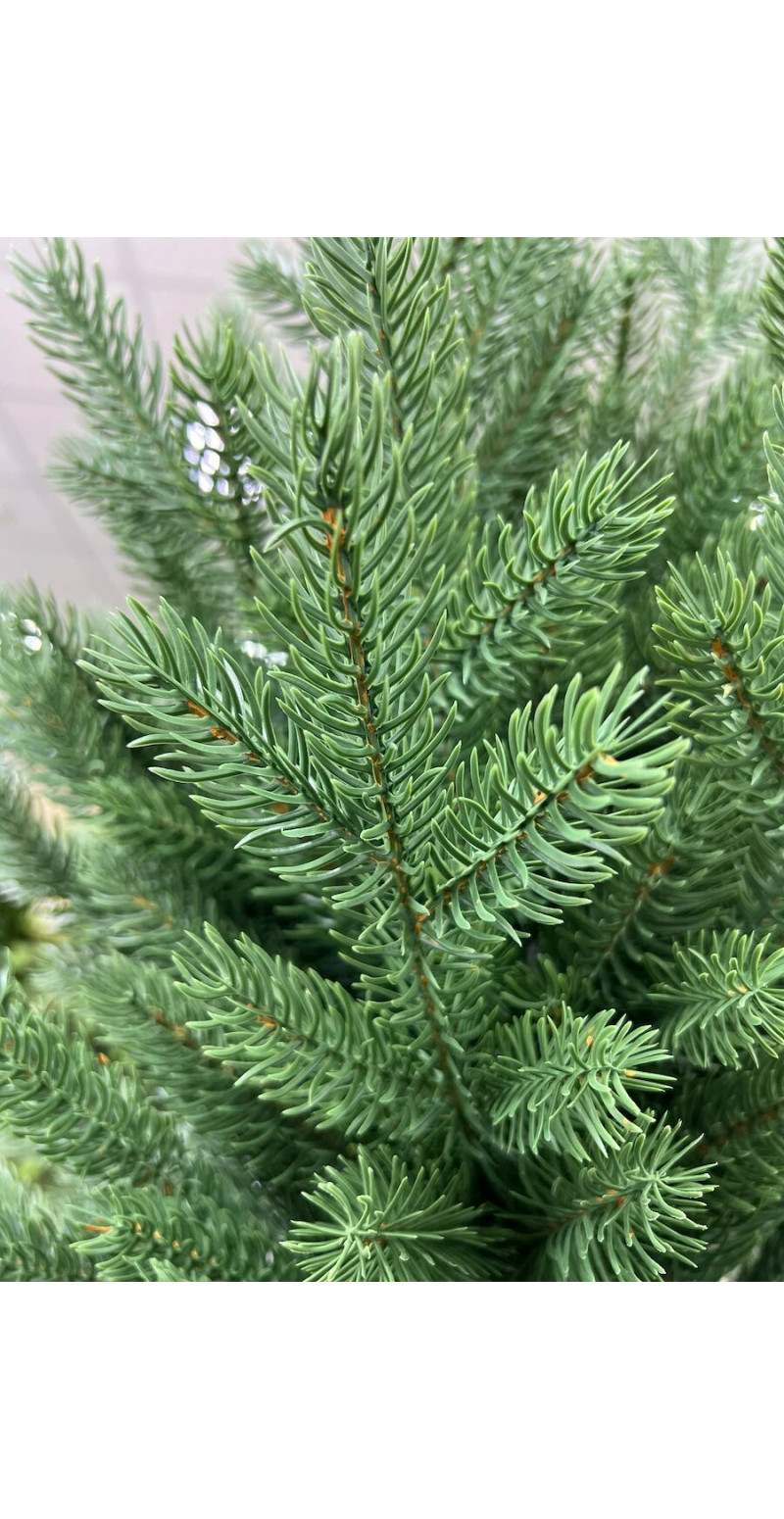 Елка Ковалевская 2,1 м литая зелёная